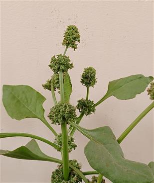 Rumex spinosus